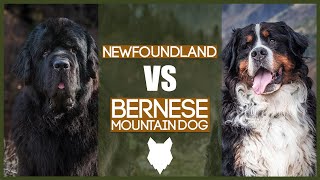 NEWFOUNDLAND VS BERNESE MOUNTAIN [upl. by Ranip]