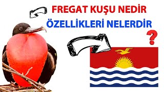 Fregat Kuşu Nedir ve Özellikleri Nelerdir [upl. by Mcmaster709]