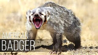 badger sound  badger sound effect  american badger  united states [upl. by Ydnew197]