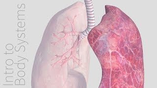 Meet the lungs  Respiratory system physiology  NCLEXRN  Khan Academy [upl. by Ennovihs]