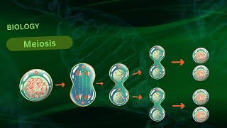 quotUnderstanding Meiosis A Comprehensive 3D Animation of Cell Divisionquot [upl. by Tezile]