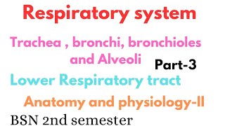 Trachea bronchi bronchioles and alveoli  lower respiratory tract  respiratory system anatomy [upl. by Yci179]