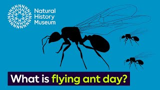 What is flying ant day  Surprising Science [upl. by Yrollam480]