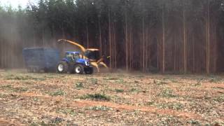 New Holland  FR 9060  Colhendo Eucalipto  WWWCOMERCIOAMBIENTALCOMBR [upl. by Fredric]