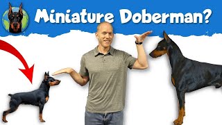 Miniature Pinscher vs Doberman Pinscher When It’s Time to Go Small [upl. by Carlick551]