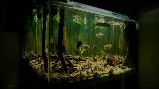 AMAZON RIVER BIOTOPE Aquarium 150x80x70cm Flooded Forest [upl. by Bartholomew486]