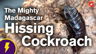 The Mighty Madagascar Hissing Cockroach [upl. by Aicetel339]