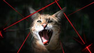 BIG CATS vs Laser Pointers [upl. by Story]