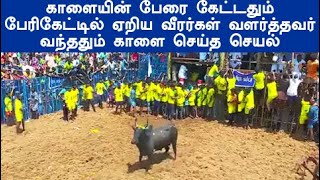 காளையின் பேரை கேட்டதும் பேரிகேட்டில் ஏறிய வீரர்கள் வளர்த்தவர் வந்ததும் காளை செய்த செயல் jallikattu [upl. by Strohben]