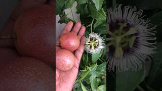 Passion fruit in terrace garden shorts fruit tasty [upl. by Nairde35]