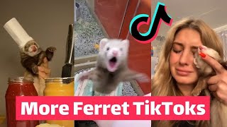 FERRETS Taking Over TikTok  FUNNIEST Trending [upl. by Rahel]