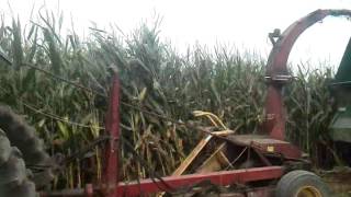 Chopping corn Massey 1135 and super 717 chopper [upl. by Felice]