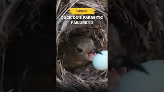 Cuckoo fail  Cuckoo bird cuckoo birds nature babybird cuckoobird shorts [upl. by Wilde460]