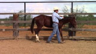 Introducing NeckReining to a Yearling [upl. by Kleeman159]