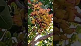 Pistachio Tree Φυστικιά Δέντρο tree plant greece δέντρα aegina pistaciavera κελυφωτόφυστίκι [upl. by Neitsabes]