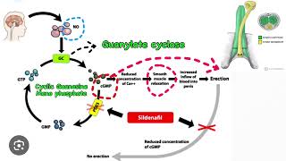 Sildenafil  Sildenafil use for Erectile Dysfunction  Viagra tablet uses [upl. by Anahtor]