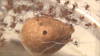 Baby Black Widows Hatching HD [upl. by Becker991]