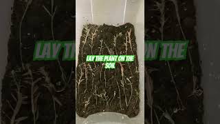 How To Grow Emersed Aquarium Plants 🌱 [upl. by Leaw]