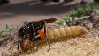 Sand Wasp stinging her prey [upl. by Desta]