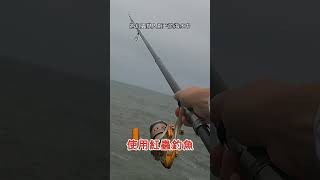 【大小老婆篇】學釣鈍頭叫姑魚釣魚山狗大s紅蟲竹圍漁港遠投 [upl. by Cloutman]