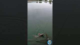 PICCOLO PREISTORICO e ARRABBIATO fishing sturgeon carpfishing [upl. by Anelak]