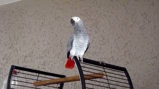 Grijze roodstaart papegaai Kimi gaat dansen  Funny bird dancing and singing  Crazy talking parrot [upl. by Zaslow808]