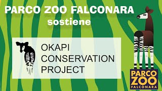 Okapi Conservation Project [upl. by Jana]