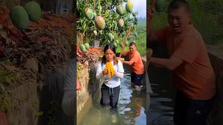 Beautiful mango 🥭🥭 farm amp Sweet mango fruit harvesting shorts mango youtubeshorts [upl. by Salohcim]