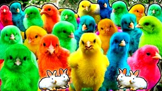 Cute Animals Rainbow Chicken Duck Rabbit Cow Fish Lion Elephant Turtle Dog Cat Tiger [upl. by Kram]