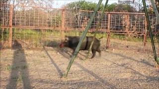 30 Hog Trap by Goin Fencing Big Boy 2012 [upl. by Rollet]