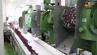 Fruit pitting machine  cherry pitting  Tooltechnik [upl. by Rosena]