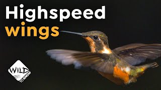 Hummingbirds in SlowMotion  HighSpeed Wings  Wild to Know [upl. by Zorana]