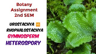 Urostachya 🆚 Rhophalostachya Gymnosperm Heterospory विषमबीजाणुक्ता pteridophytes lycopodium [upl. by Duffy]