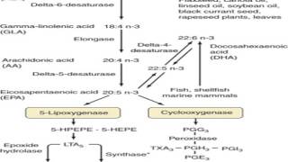 alpha linolenic acid metabolism [upl. by Dulciana592]