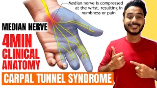 carpal tunnel syndrome clinical anatomy of median nerve  median nerve clinical anatomy [upl. by Rednaeel]