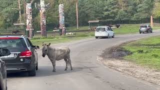 Serengeti Park Hodenhagen GermanyJourneyJoyTV [upl. by Drud]