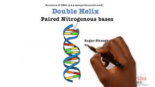 Basic Sciences  Structure of DNA [upl. by Shayne]