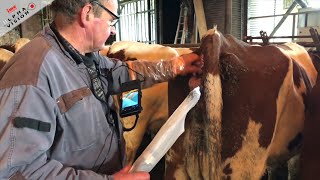 Insémination dune vache avec AlphaVision sans palpé rectal [upl. by Reinertson]