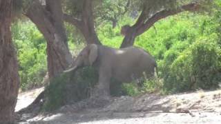 Desertadapted elephants in Hoanib River bed [upl. by Isaiah]