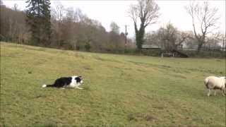 Boss the Border Collie working sheepdog learning whistle commands in training [upl. by Oryaj]