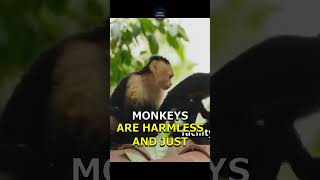 Monkeys on the Loose 43 Escaped from Research Facility in South Carolina [upl. by Ellerrad]