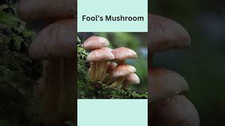 quotTop 5 Deadliest Poisonous Mushrooms You Should Never Touchquot [upl. by Adlaremse]