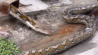 A PYTHON TRAPPED IN TUBULAR WAS RESCUED BY BOSS LAR AND JTG Kamandag  Mocca Puno [upl. by Asquith25]