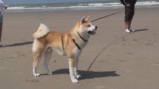 Akita Inu  Kaitô at the Beach [upl. by Nowaj74]