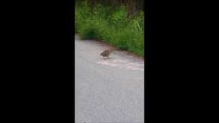 American Woodcock Strut Dance at Schlitz Audubon Nature Center [upl. by Acirret345]