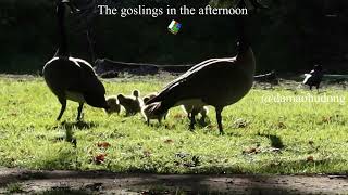 The goslings in the afternoon [upl. by Wachter]