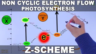 Non Cyclic and Cyclic Electron Flow  Z Scheme [upl. by Corkhill]