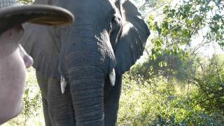 MakutsiSafari Elefantenbegegnung  meeting an elephant [upl. by Suisyola]