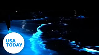 Rare bioluminescent algae lights up the ocean at night  USA TODAY [upl. by Adnohr672]