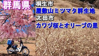 2025年の参考に【屋敷山ミツマタ群生地】群馬県桐生市【カラヅ桜とオリーブの里】群馬県太田市2024年3月10日時点開花状況 [upl. by Marti]